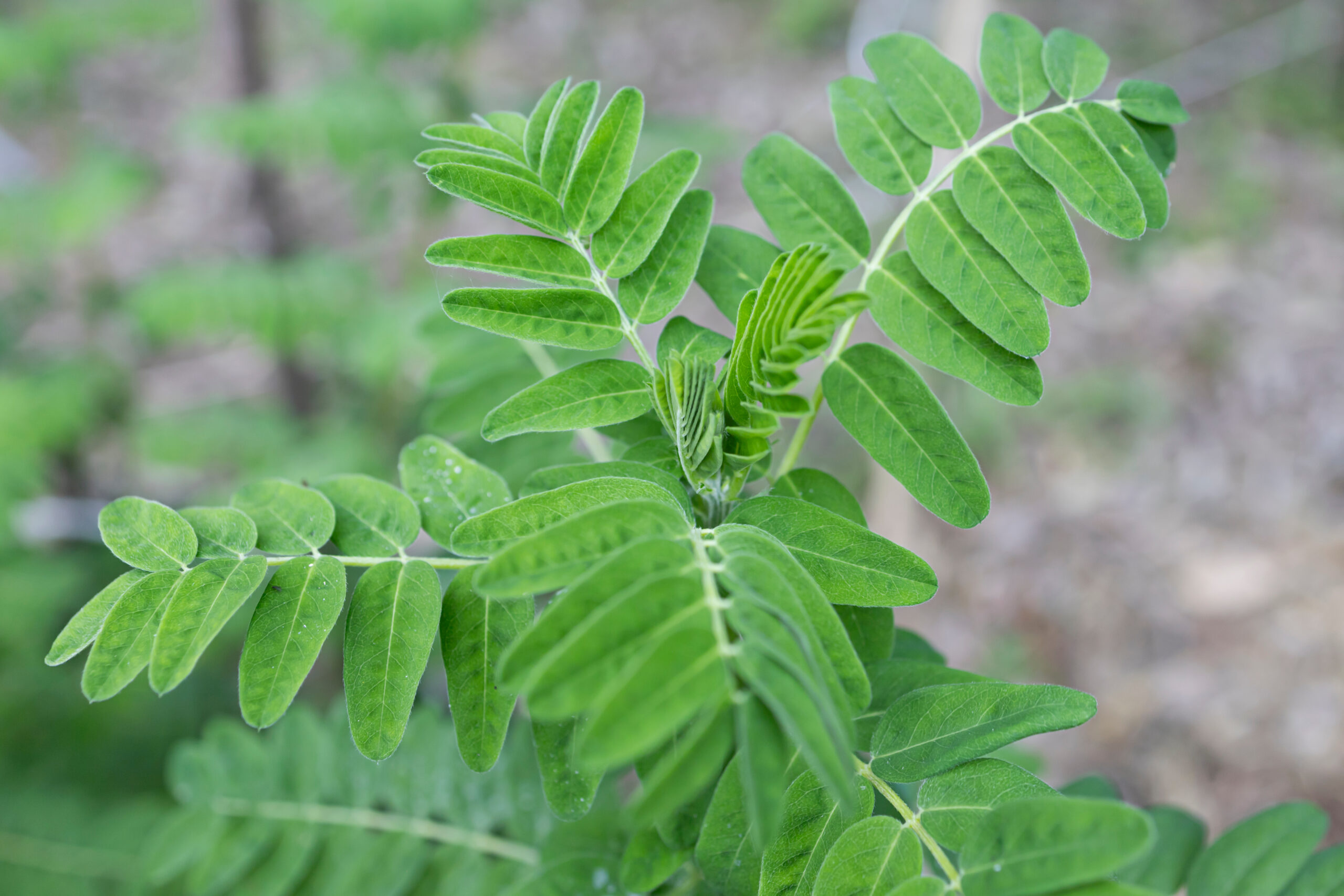 astragalus membranaceus scaled