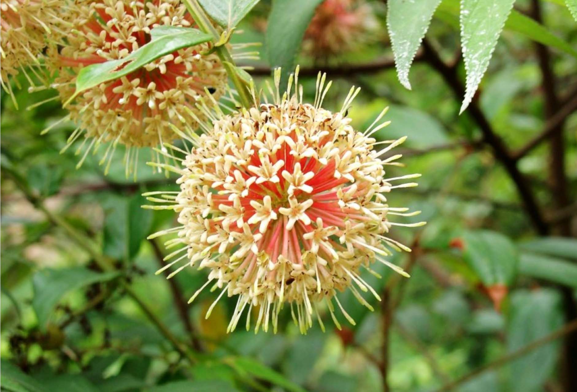 indischer morgenstern uncaria rhynchophylla