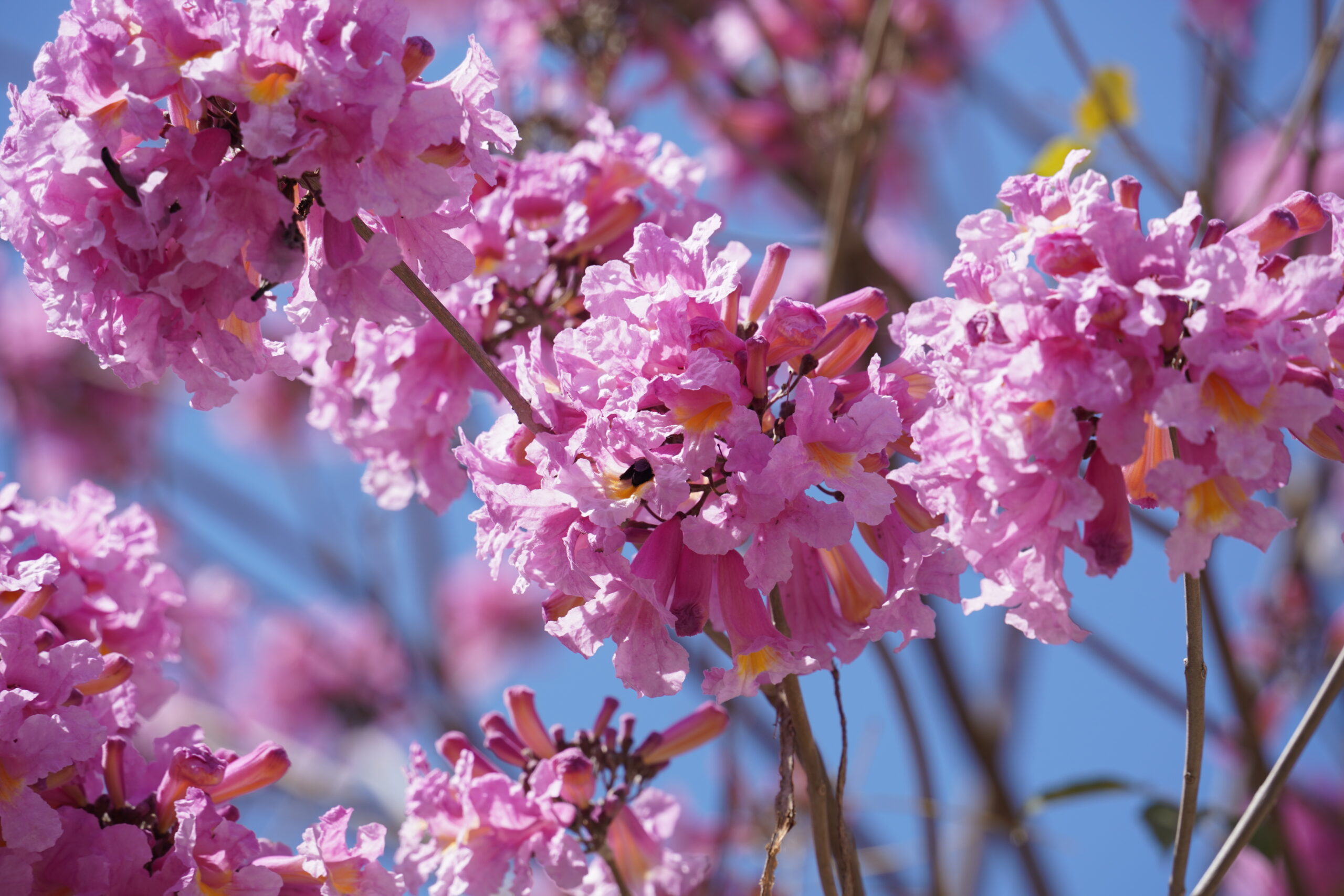 lapacho Handroanthus impetiginosus scaled