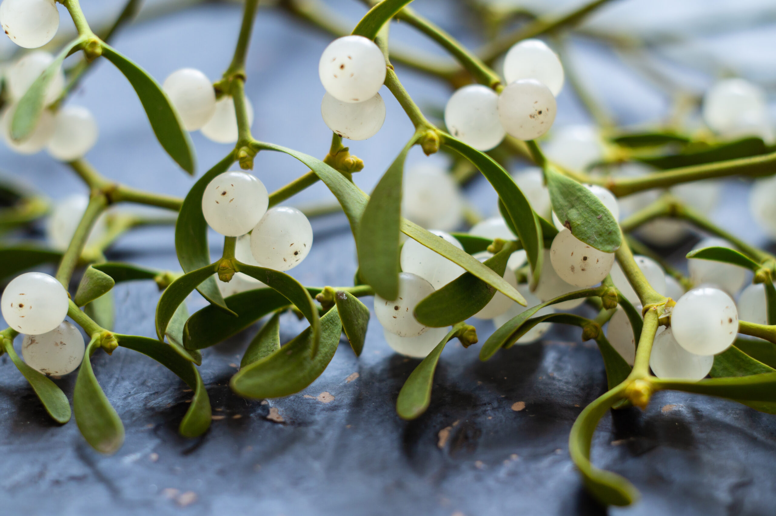 mistletoe mistel scaled, Viscum album,