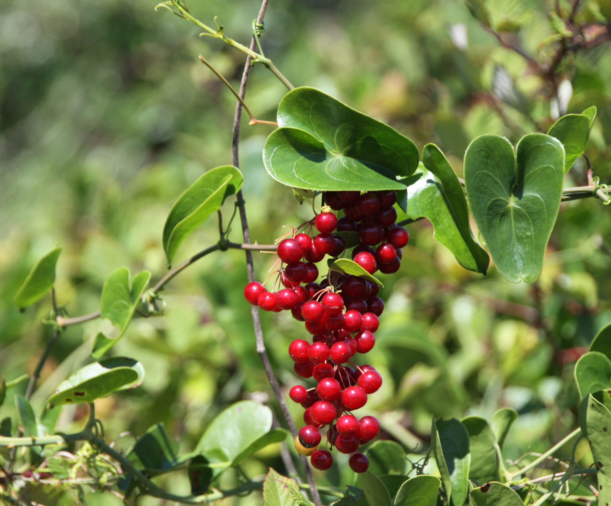 smilax sarsaparilla