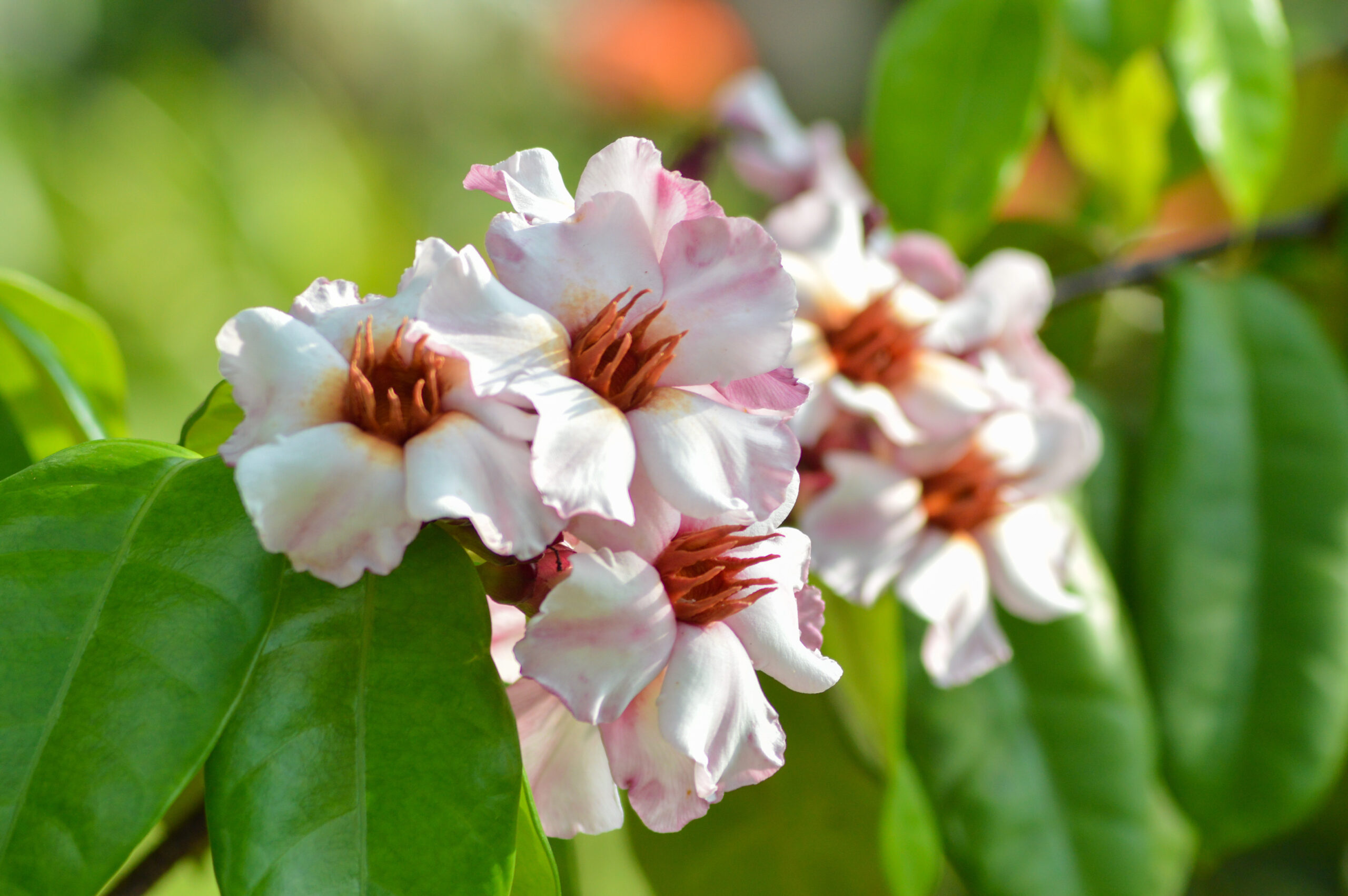 strophanthin strophanthus gratus scaled