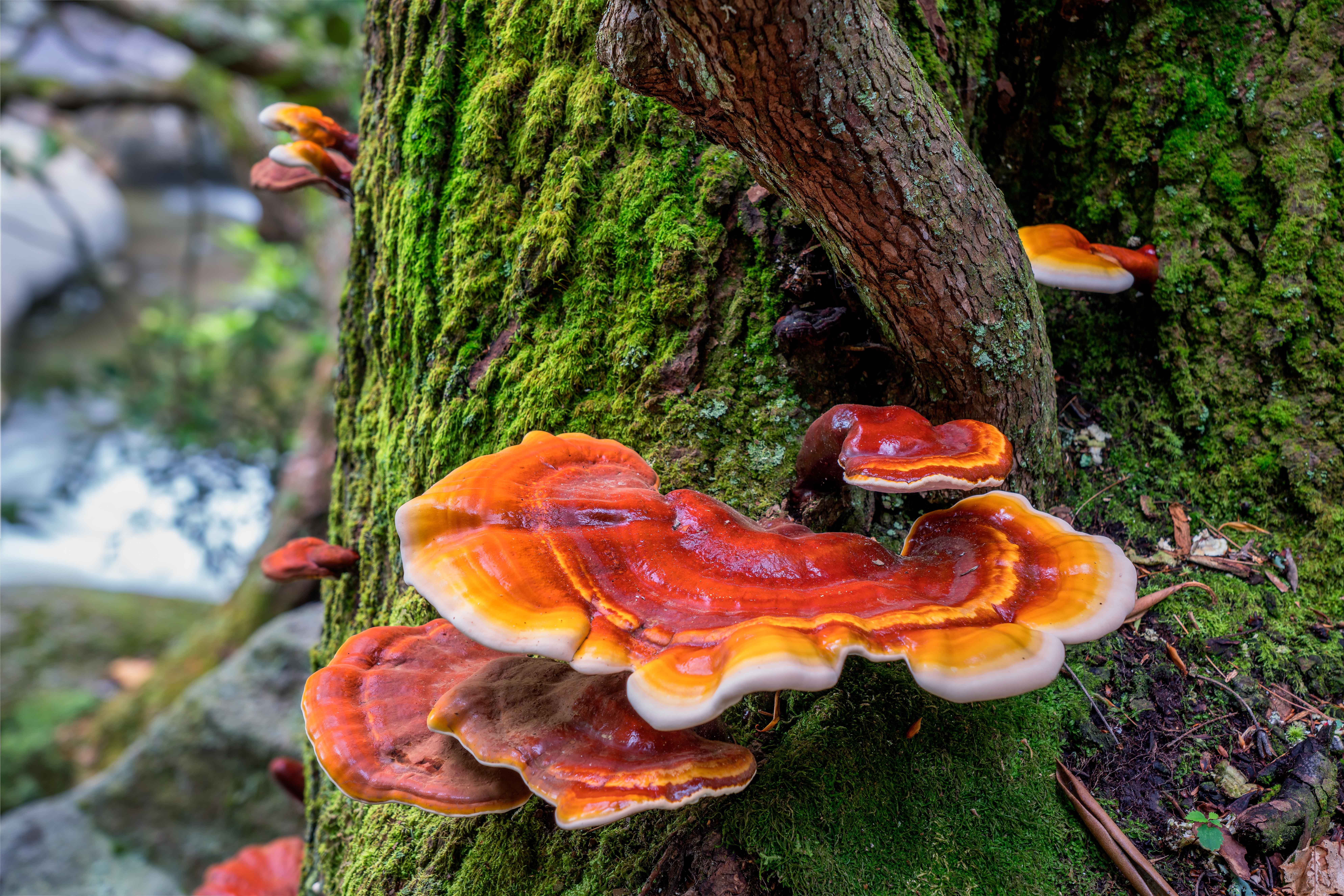 Reishi Pilz Ganoderma lucidum1